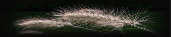 Gras
